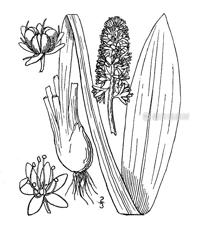 古植物学植物插图:Hellonias bullata，沼泽粉